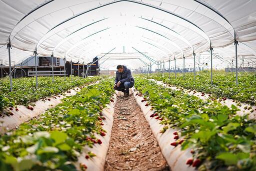 Verso la nuova stagione delle fragole 2023