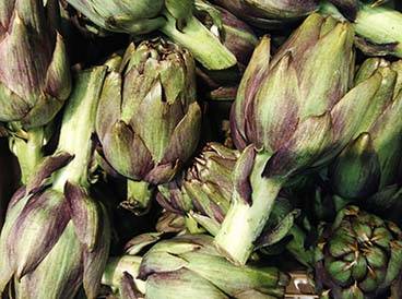 Coltivazione carciofi - azienda agricola Unifruit srl