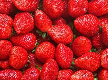 Coltivazione fragole - Azienda agricola Unifruit